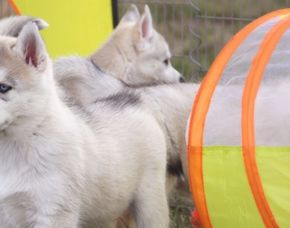 Husky-Trekking Dietfurt Husky-Trekking Dietfurt