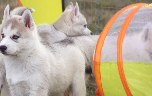 husky-erlebnis