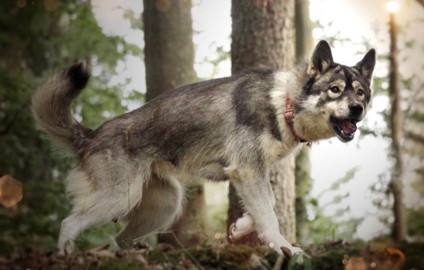 husky-trekking-dietfurt-atemberaubend