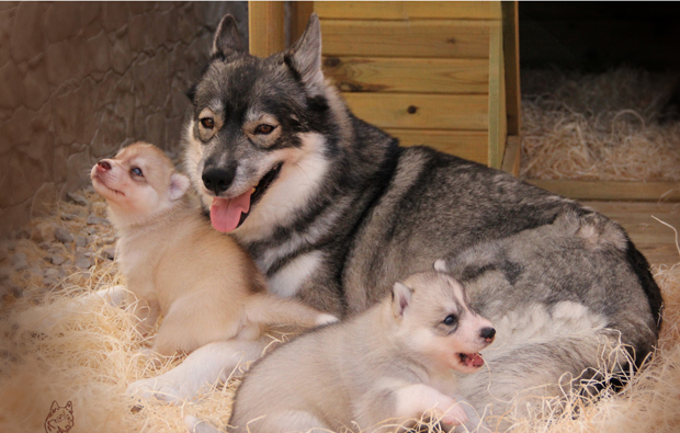 husky-welpen-erlebnis
