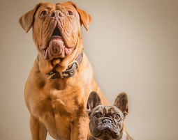 fotoshooting-tiere-essenbach-grosser-und-kleiner-hund