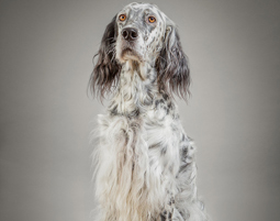 fotoshooting-tiere-essenbach-hund-mit-langen-haaren