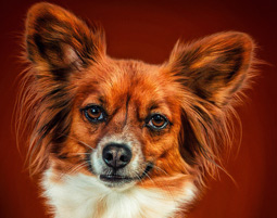 fotoshooting-tiere-essenbach-hund-orange