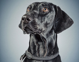 fotoshooting-tiere-essenbach-schwarzer-hund