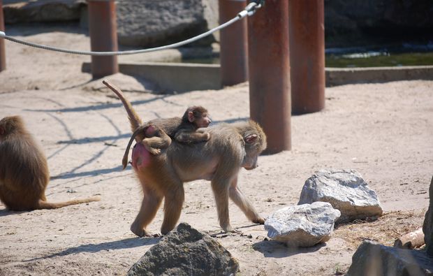 traumreise-safaripark-beekse-bergen-affen
