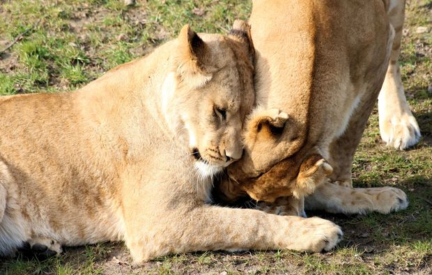 traumreise-safaripark-beekse-bergen-raubkatzen