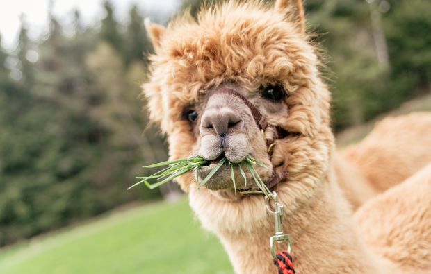 traumreise-safaripark-beekse-bergen-streichelzoo