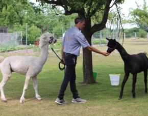 Lama- & Alpakawanderung