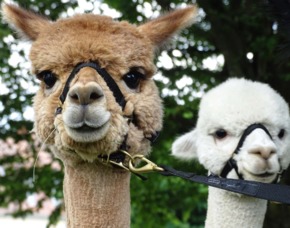 Lama- & Alpakawanderung