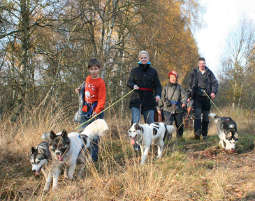 Husky-Trekking