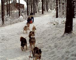 Schlittenhunde-Workshop Neuhof-Hauswurz Schlittenhunde-Workshop Neuhof-Hauswurz