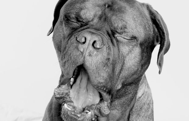 animalisches-fotoshooting-dresden-maul