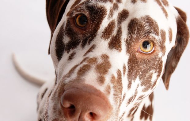 animalisches-fotoshooting-dresden-punkte