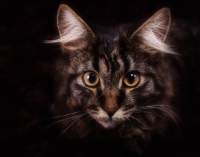 Tier Fotoshooting