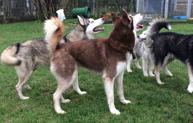 schlittenhunde-workshop-goch-huskies