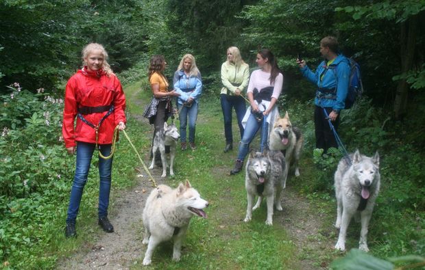 Ca. 4-5 Stunden Husky-Abenteuer-Trip Kollnburg