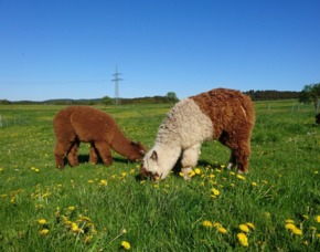 Außergewöhnlich Übernachten im sleeperoo Cube - 1 ÜN (Preis B - Mo-Do) - Kierspe im sleeperoo Cube - inklusive Chillbox - Alpaka Farm