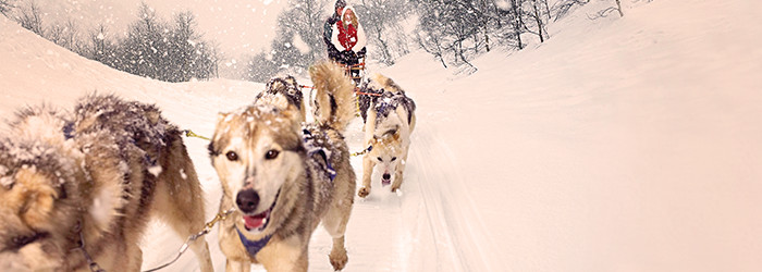 Husky-Abenteuer-Trip