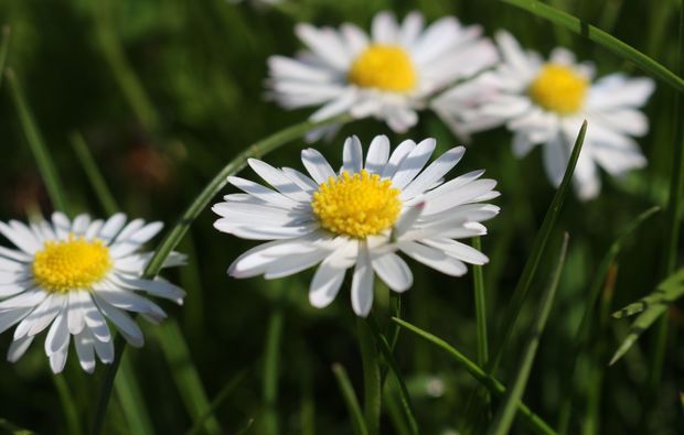 kraeuterwanderung-waldenbuch-blumen