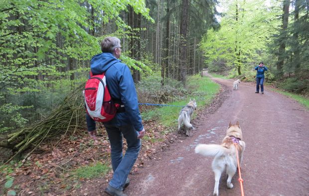 erlebnis-husky-trekking-kulz