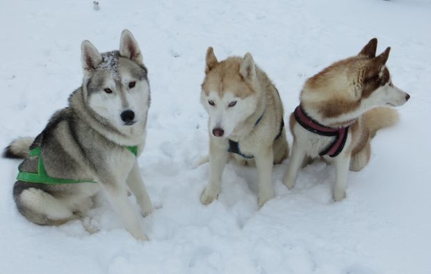 husky-kulz-trekking