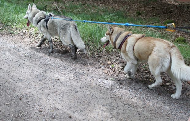 husky-trekking-kulz-spazieren