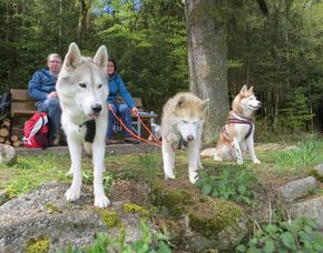 Husky-Trekking Kulz 