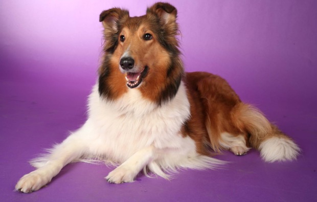 tier-fotoshooting-oberhausen-colli