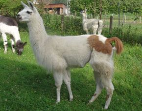 Lama- & Alpakawanderung