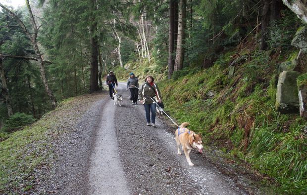 husky-trekking-bad-herrenalb-freizeit
