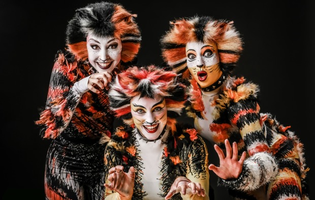 musical-dinner-muenster-cats