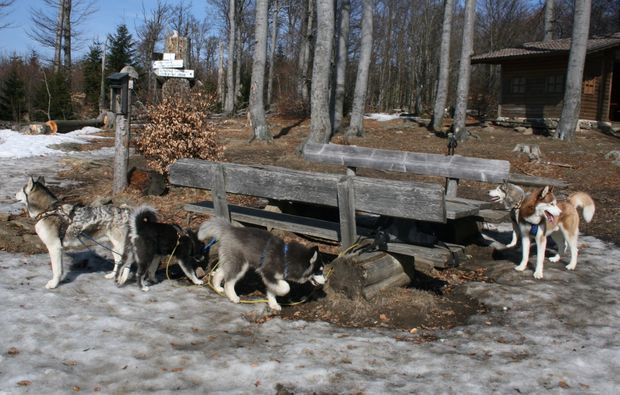 huskyrudel-trekking-kollnburg