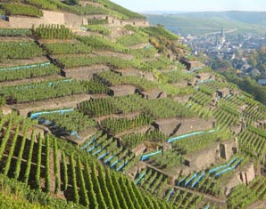 Weinseminar Grafschaft - Eine Weinprobe ist ein wahres Fest für Weinliebhaber