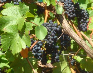 Weinseminar Grafschaft - Eine Weinprobe ist ein wahres Fest für Weinliebhaber