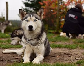 Husky-Trekking