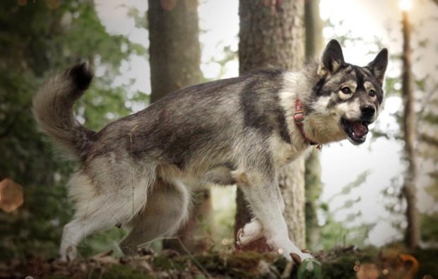 husky-trekking-dietfurt-spazieren