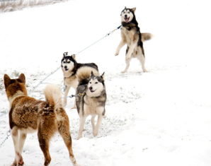Schlittenhunde-Workshop