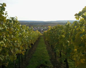 Weinbergwanderung