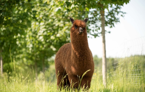 lama-alpakawanderung-limbach-bg2