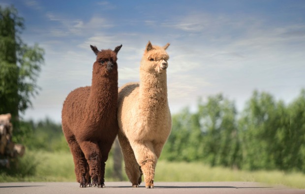 lama-alpakawanderung-limbach-bg4