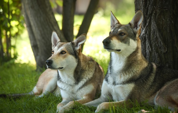 schlittenhunde-workshop-bueren-bg1