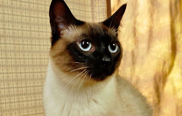 animalisches-fotoshooting-bremen-katze