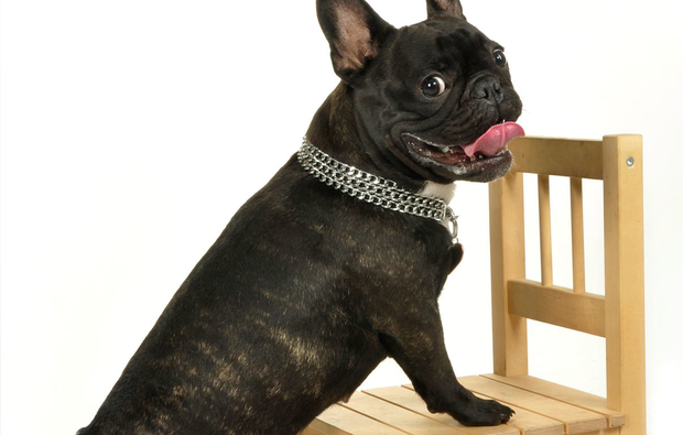 animalisches-fotoshooting-bremen-professionell