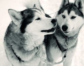 Schlittenhunde-Workshop