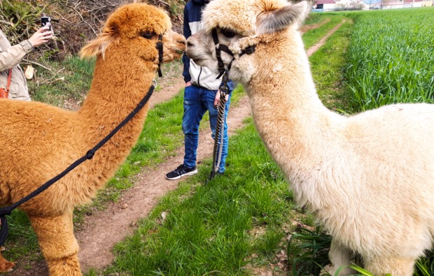 lama-alpakawanderung-raum-ansbach-bg4