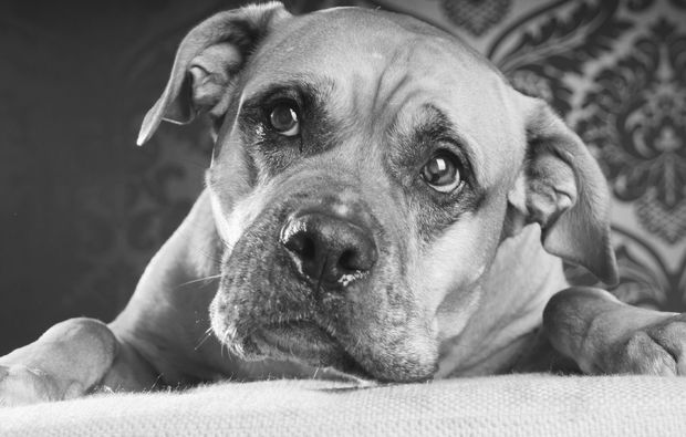 animalisches-fotoshooting-nuernberg-hundeblick