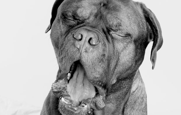 animalisches-fotoshooting-nuernberg-mund