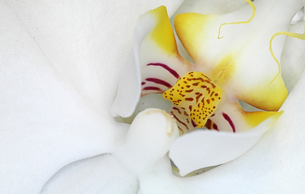 fotokurs-neuss-orchidee