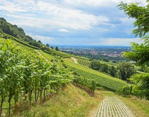 Weinbergwanderung
