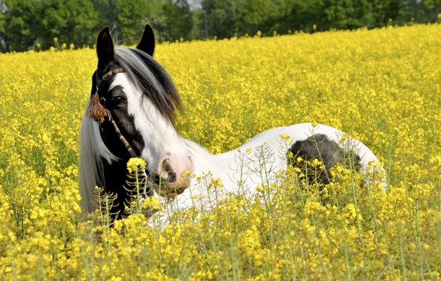 animalisches-fotoshooting-bremen-profi-pferd